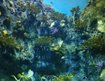 Load image into Gallery viewer, Ecological History Tour: Museum of Biodiversity and Botanical Garden
