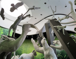 Load image into Gallery viewer, Ecological History Tour: Museum of Biodiversity and Botanical Garden