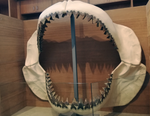 Load image into Gallery viewer, Ecological History Excursion: Museum of Biodiversity and Botanical Garden