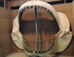 Cargar imagen en el visor de la galería, Tour de Historia Ecológica: Museo de la Biodiversidad y Jardín Botánico

